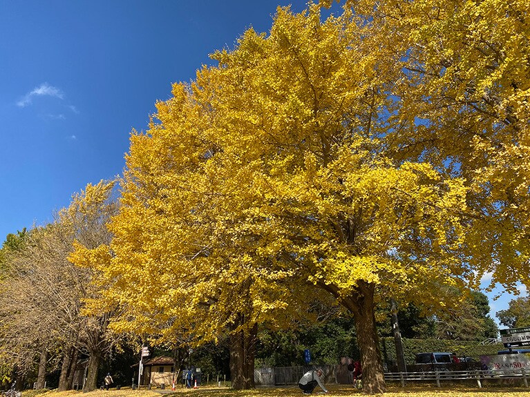 佐倉城址公園。
