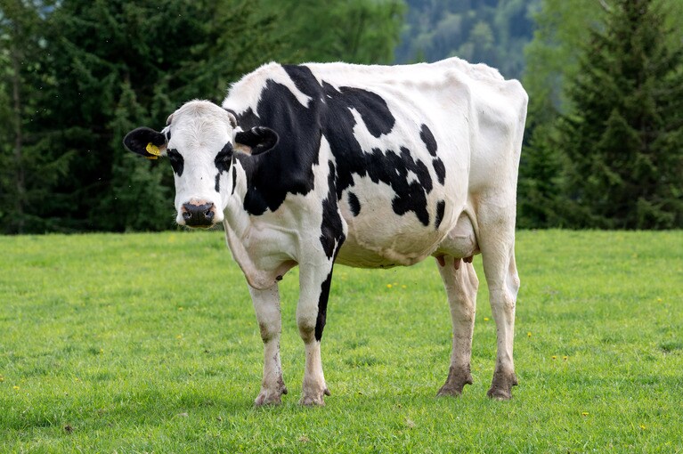 オリジナル5（最初の5頭の乳牛）はすべてホルスタインだった。