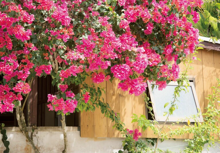鮮やかに咲くブーゲンビリア。