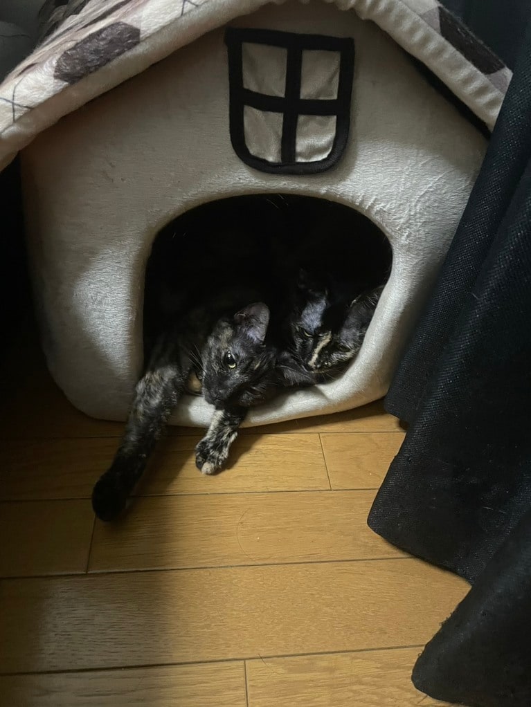 華山・やすいさんの愛猫、テンちゃんとセンちゃん