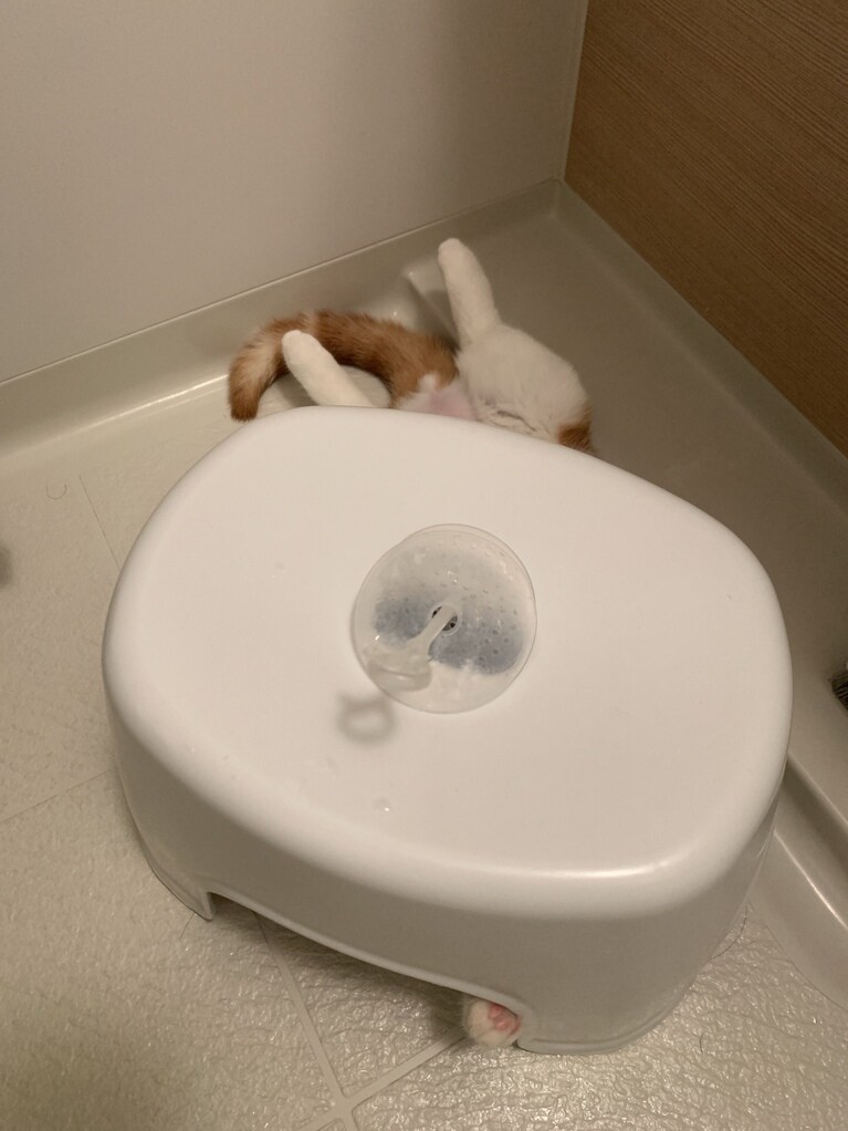 マサムネ ♂ 4歳。お風呂の椅子の下で寝るのが好きです。亀の甲羅みたいに（purnamaさん）