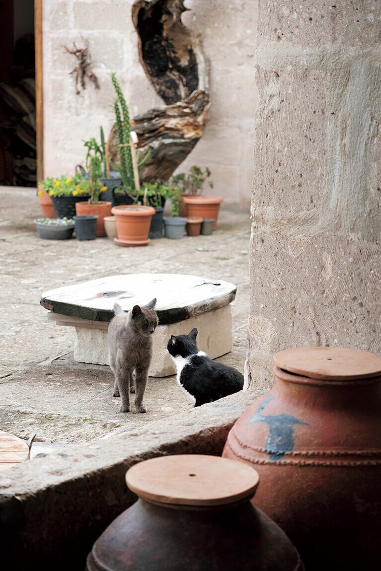 猫たちも大切な家族。