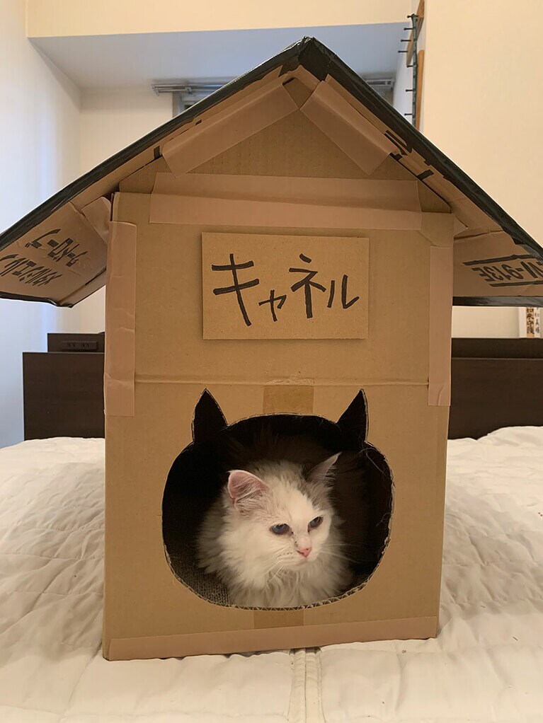 キャネル メス 17歳。Theネコというツンデレな性格。撫でて欲しい時だけ甘えてくるけど、そこが可愛いです（キャリーさん）。