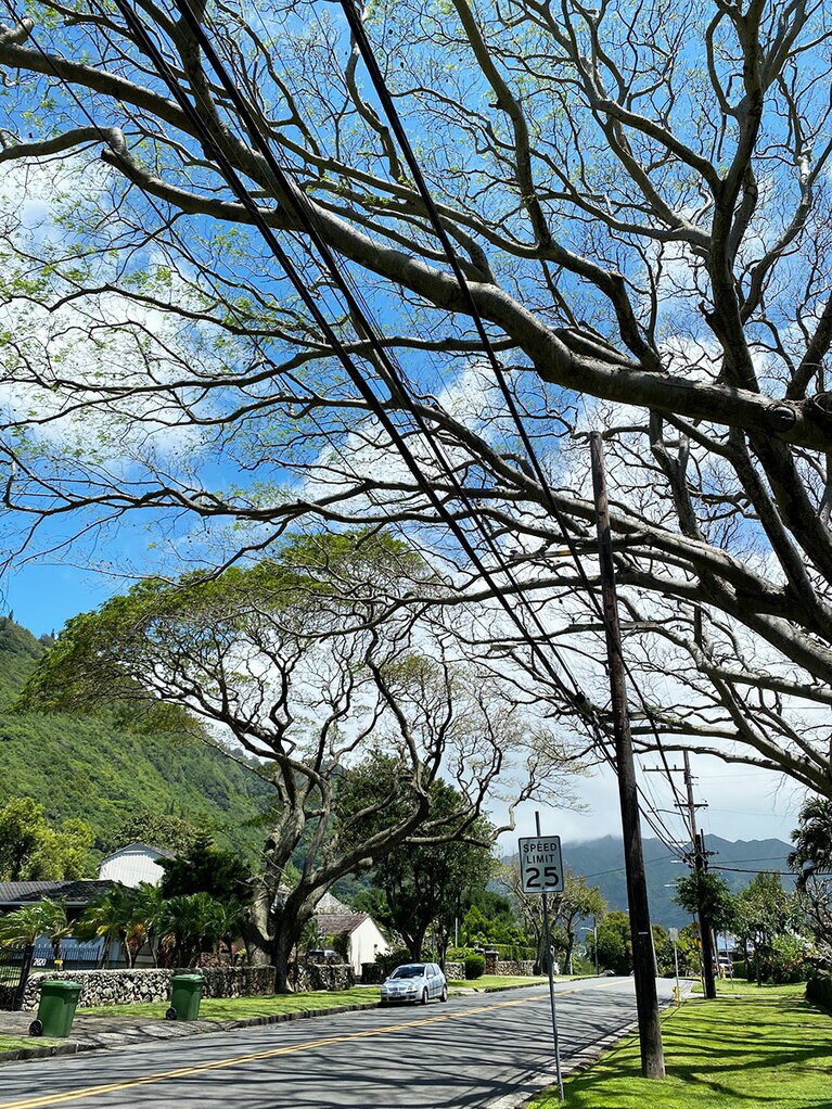 電線が地下に埋められているワイキキでは見られない、電柱のある風景。わが町マノアでは木ものびのび！