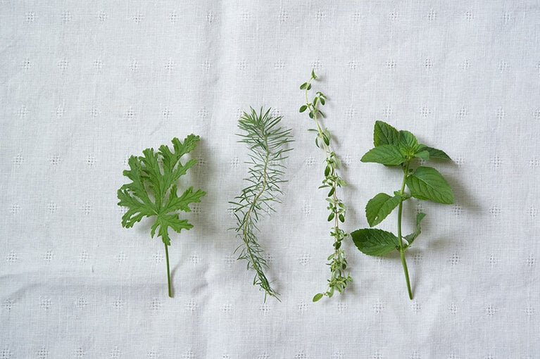 ミントやローズゼラニウムなどは、ずっと青々と元気。