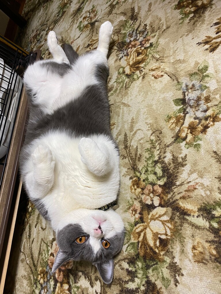 りく ♂ 2歳。チュールおねだりポーズ♡