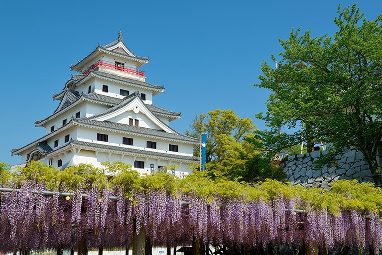 【佐賀県】唐津城の藤棚。
