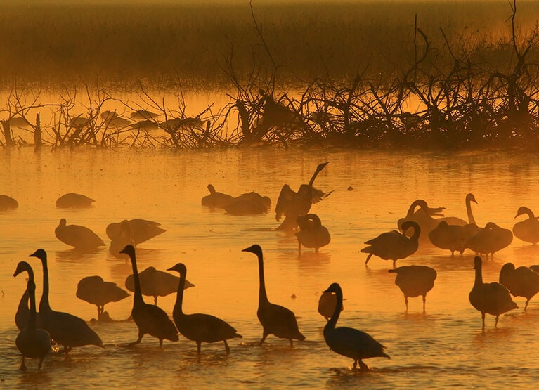 伊豆沼の渡鳥。