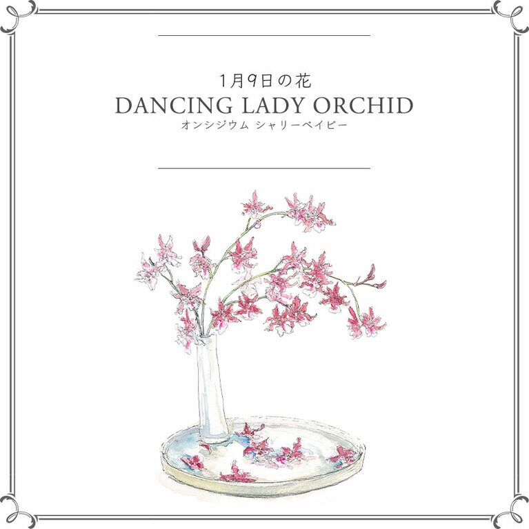 1月9日の花「オンシジウム シャリーベイビー」