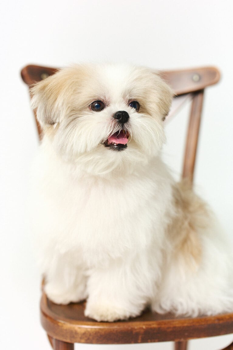 前日にシャンプーをしたおかげでフワフワのモコゾウ。