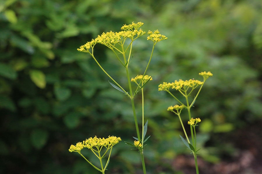 オミナエシ(女郎花)：スイカズラ科オミナエシ属。黄色い花が頭部に群がって咲く、女性的で繊細な花姿が愛されています。写真提供／神代植物公園