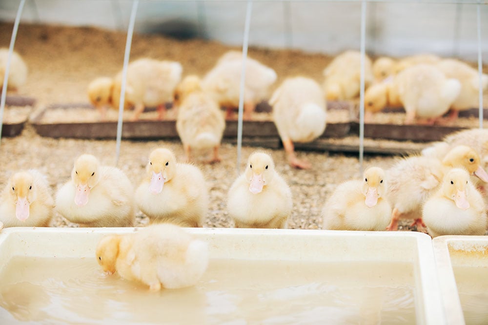 鴨も自社で育てていて、合鴨農法にも使われている。