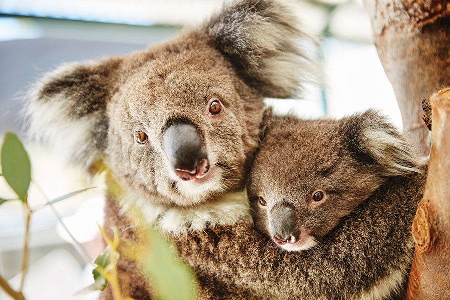 「カバシャム・ワイルド・ライフパーク」は、コアラ、カンガルー、ウォンバット、クオッカといったオーストラリアを代表する固有種や、200種類以上の動物と出会える。