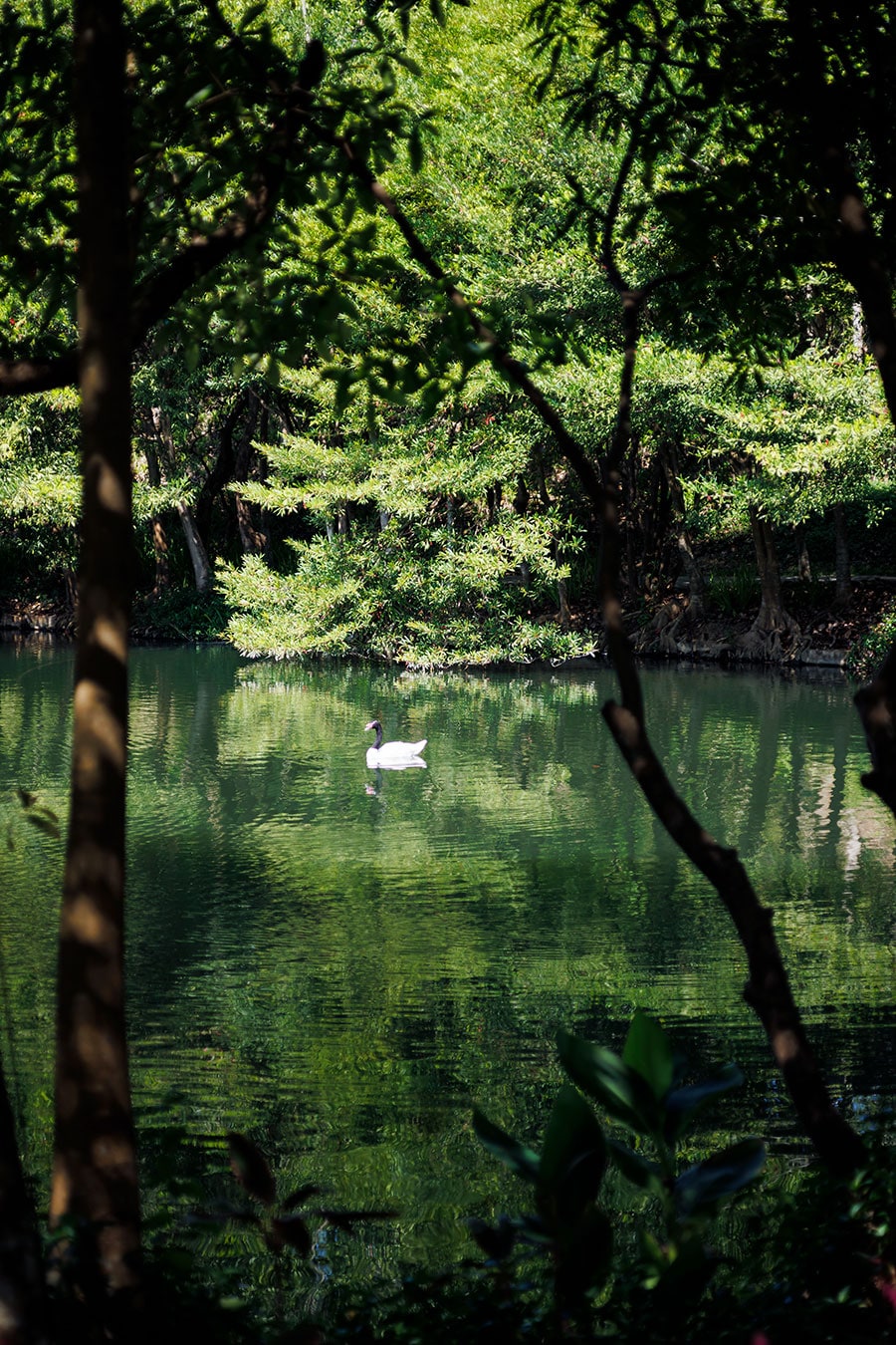 湖には黒襟白鳥たちの姿が。