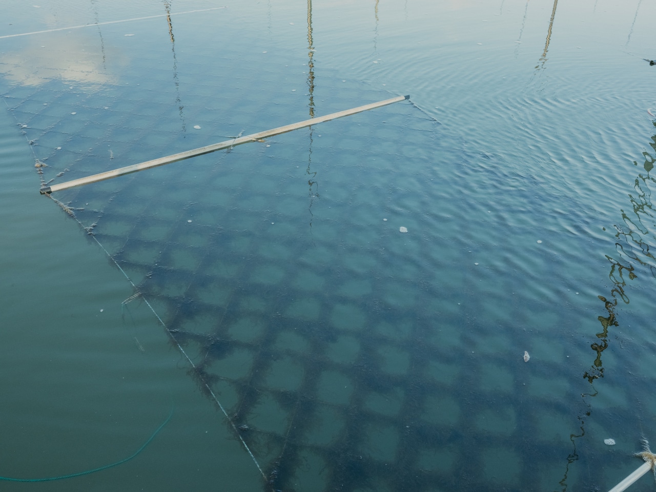 2024.3.9 福岡県柳川市 皿垣開漁港。潮が満ちると、海中の有機物をたっぷりと吸収して栄養をしっかりと蓄える。