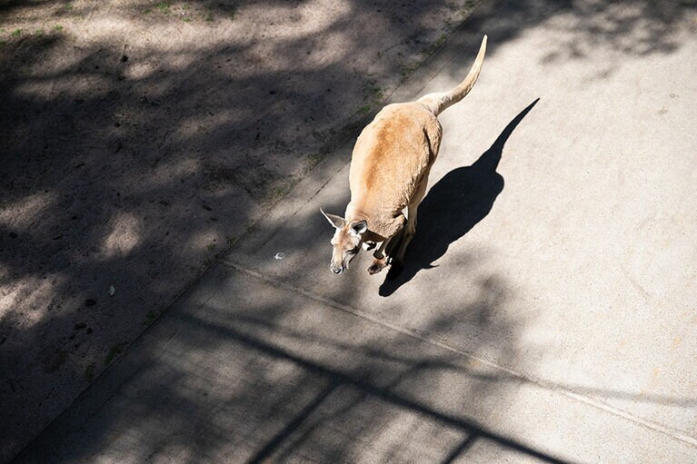 道を歩くカンガルー。