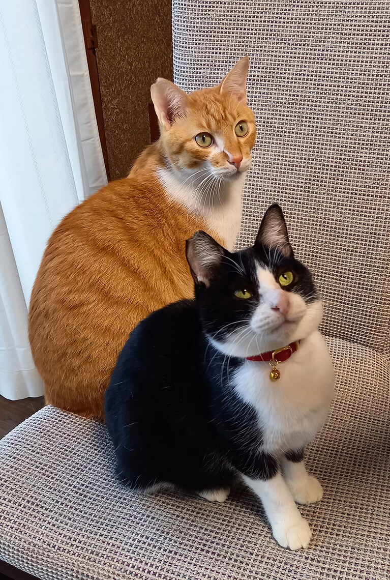 チャートラ ♂ 2歳。シジミ♀。昨年5月に保護猫だったチャートラを家族に迎えました。続いて11月にもシジミという名前のハチワレの女の子も家族になりましたが、気の強いシジミを優しく見守る気の良い男の子です。