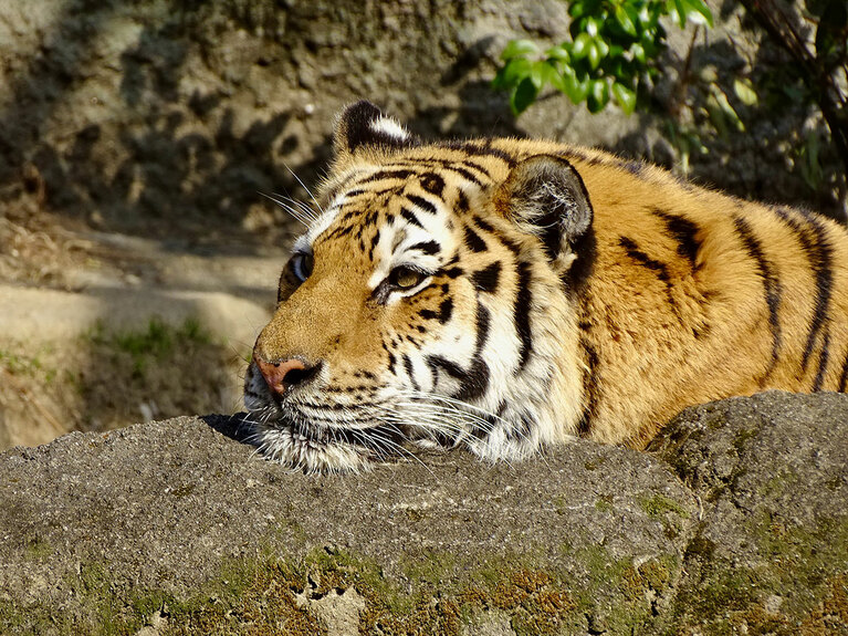 アムールトラのソーンとローラ。