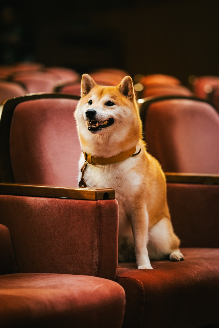 主人公・相楽の愛犬・福助を演じた「のこ」。