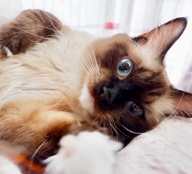 ルビー ♀ 4歳。一緒にお昼寝するにゃ♪