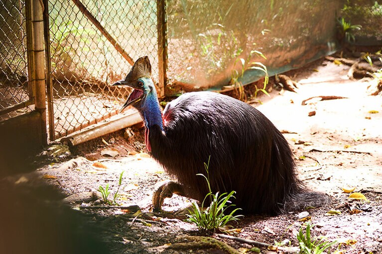アボリジナルの間では神聖な存在のカソワリー（ヒクイドリ）。／レインフォレステーション・ネイチャー・パーク
