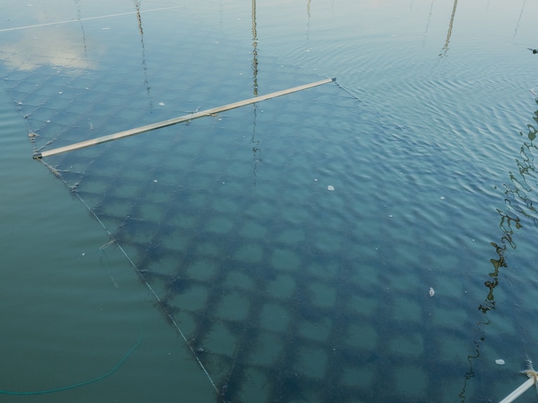 2024.3.9 福岡県柳川市 皿垣開漁港。潮が満ちると、海中の有機物をたっぷりと吸収して栄養をしっかりと蓄える。