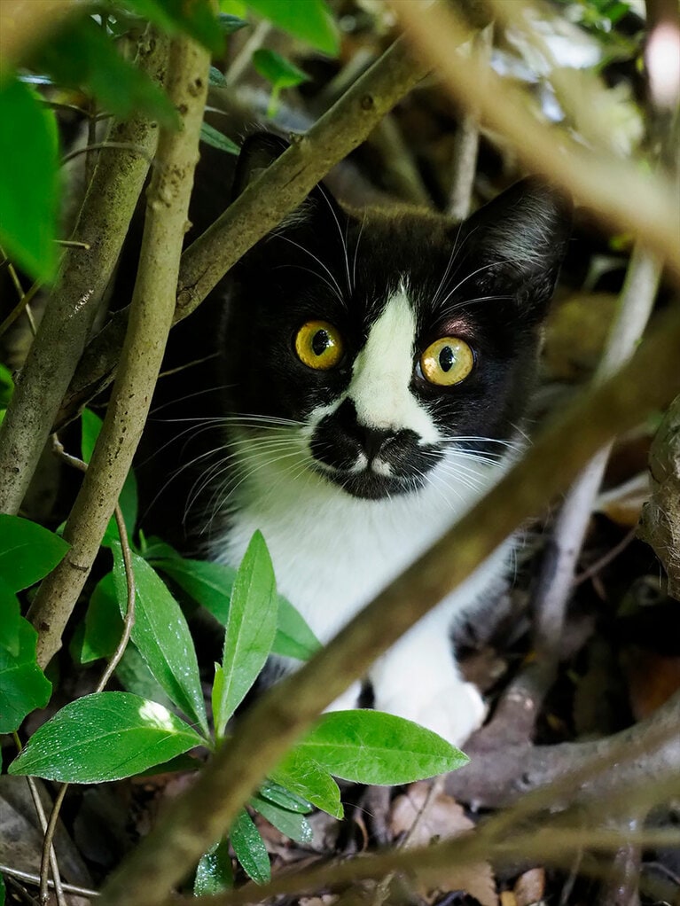 今回は野良猫の撮り方、探し方を中心にお伝えします！