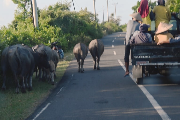 一日の仕事を終えて家路につく島の人々。牛たちものんびりと家路に。