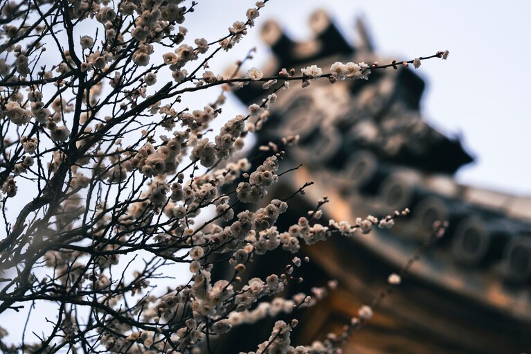 南山梨ではさまざまな花も見ることができる。