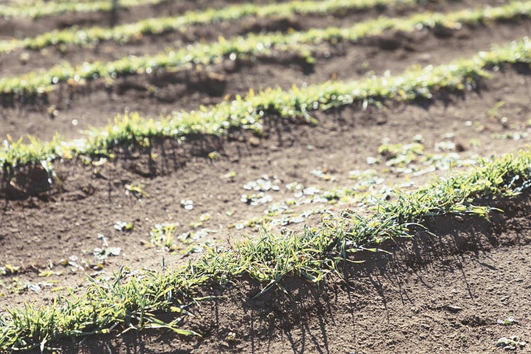 昨年から知り合いの農閉期のじゃがいも畑を借り、小麦を育て始めた。「交互に育てることによって、土にもいい効果があるそう。小さなうちに“麦踏み”もして、強く育っています」。いずれ収穫した小麦でお菓子づくりも……と、夢が広がる。