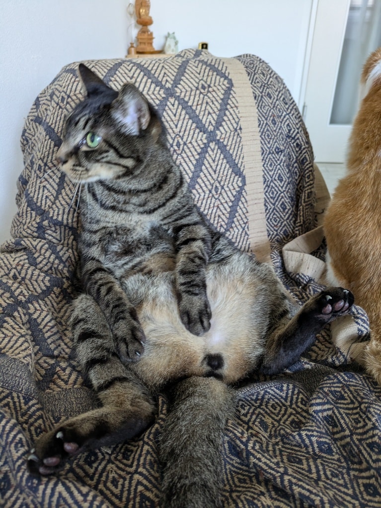 クッピー ♂ 15歳。「この子は筋肉質でこんな座り方でも安定して、お手入れもしちゃう！」（飼い主さんより）。