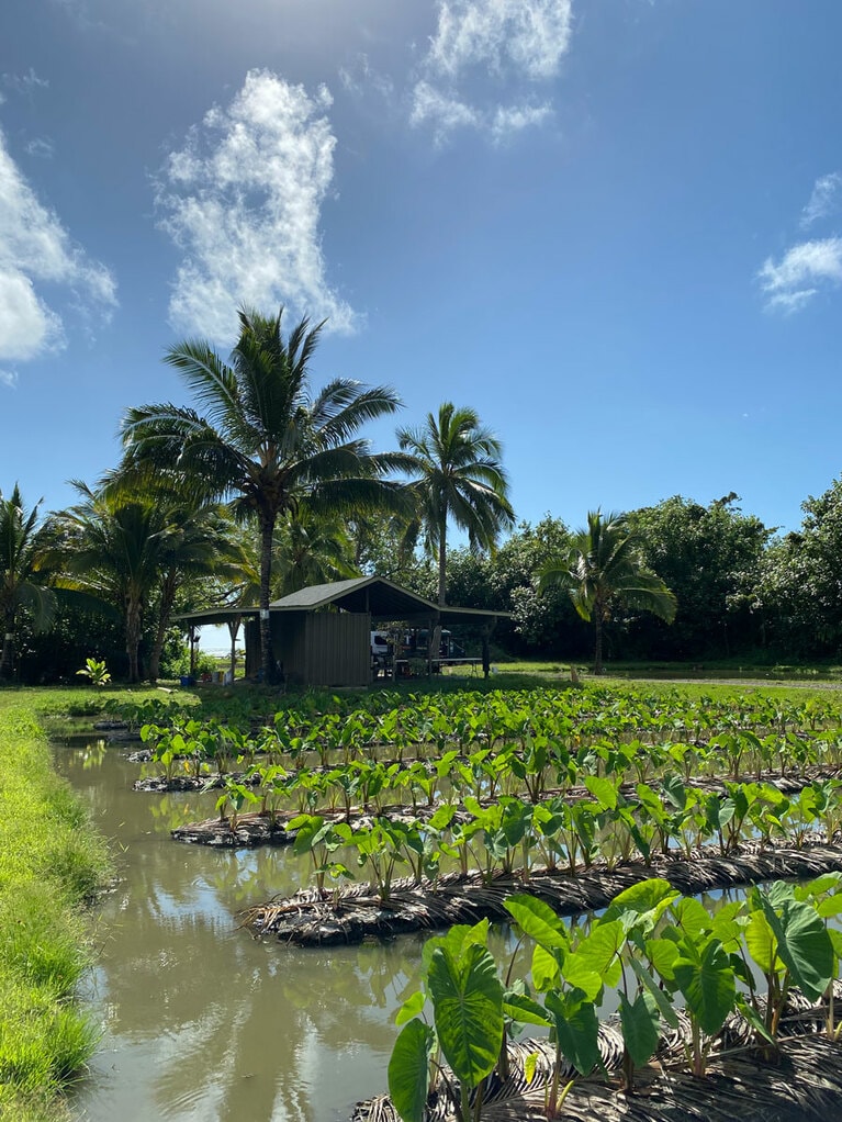 昔ながらの農法にこだわる水田で収穫されたタロイモはとてもおいしい。クアロア内のファーマーズマーケットで購入可能です。