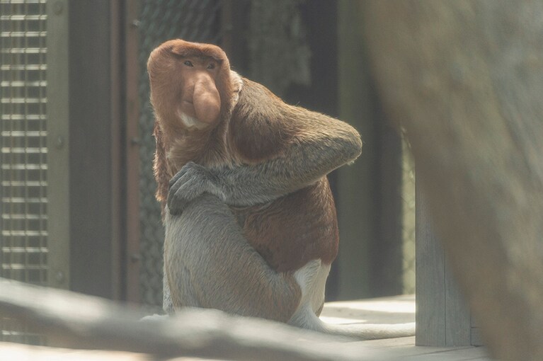 テングザル。鼻が特に大きいのはオトナのオス。食事で邪魔なときは片手で鼻を押し上げながら食べ物を口に運ぶそう。その様子、見てみたいです……！　テングザルが見られるのは国内でズーラシアのみ。