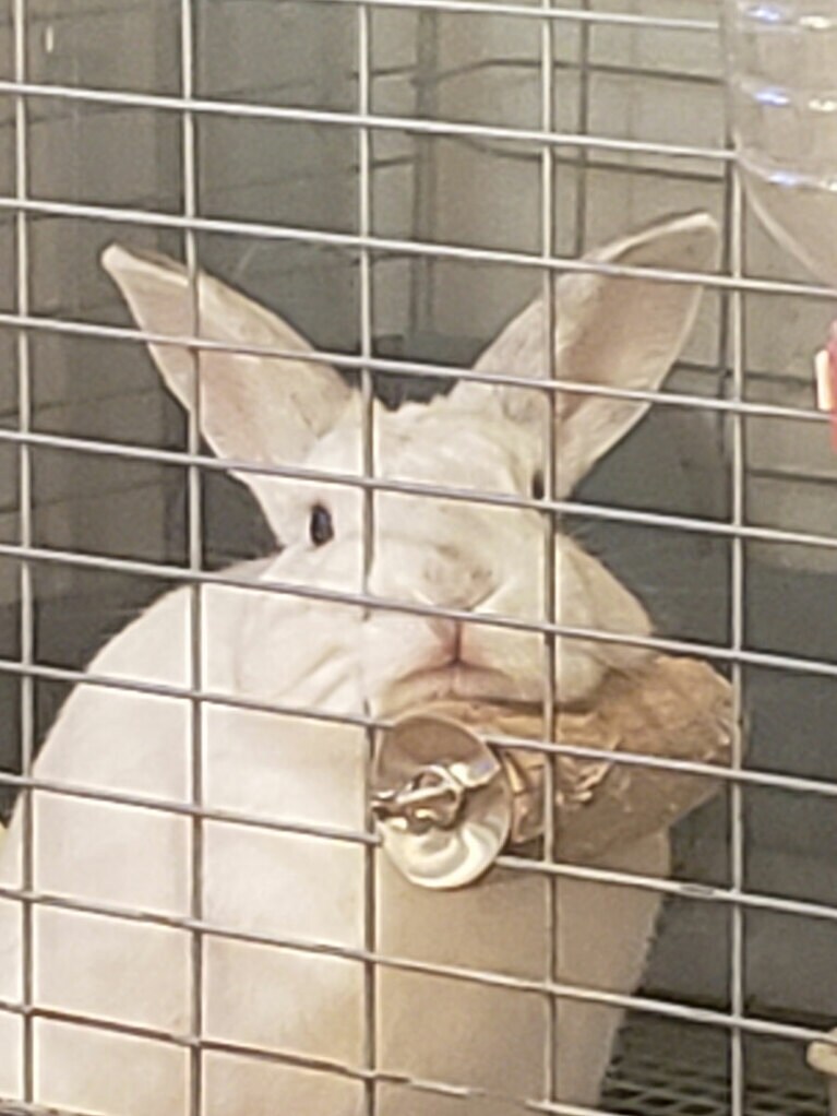 現在一緒に暮らしている塩大福ちゃん。木の枝にあごをのせて休憩中？