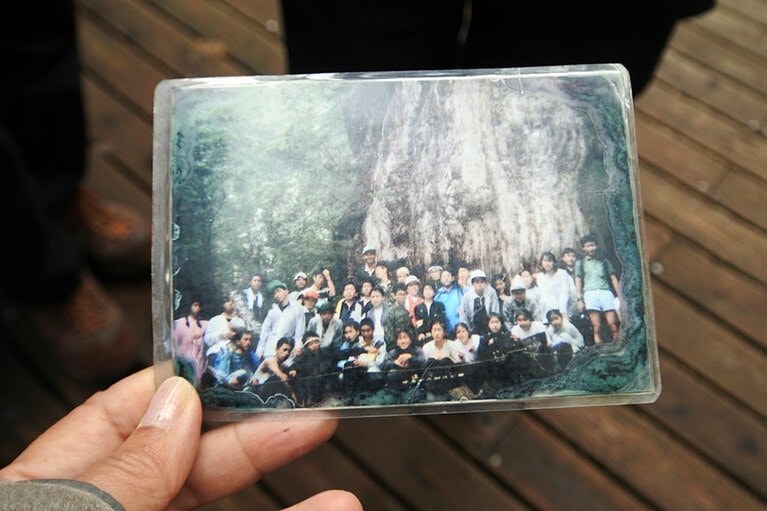 ガイドさんが見せてくれた、子供時代に訪れた時の縄文杉。かつてはこんなにも接近可能だったとは。それにしても、縄文杉の大きさ！