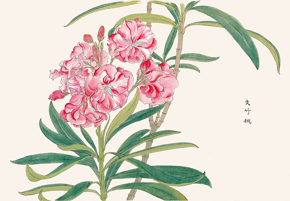 江戸後期に活躍した絵師、関根雲停の植物画を博士は生涯保持した。「夾竹桃」模写絵。