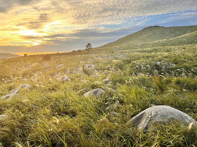 平尾台のススキ。