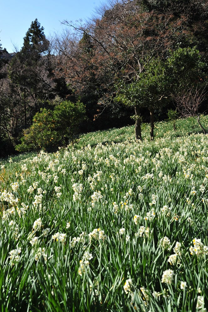 暖かな冬の午後。光の影に癒やされる日本水仙の 