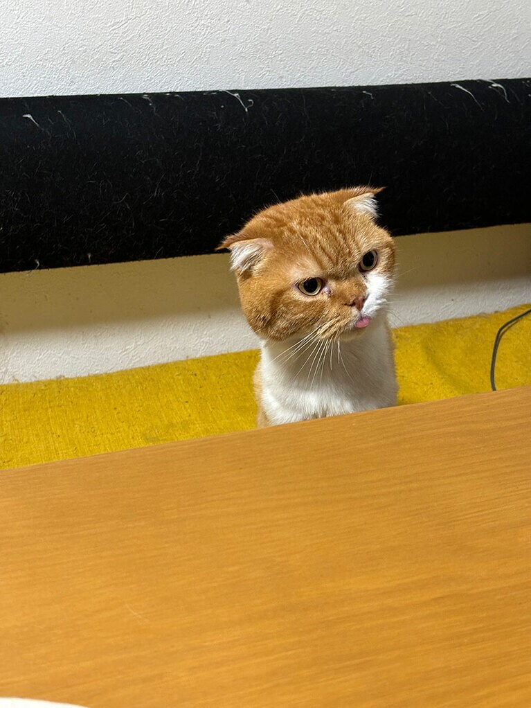 もんちゃん ♀ 7歳。気が緩むとベロを出してしまいます！