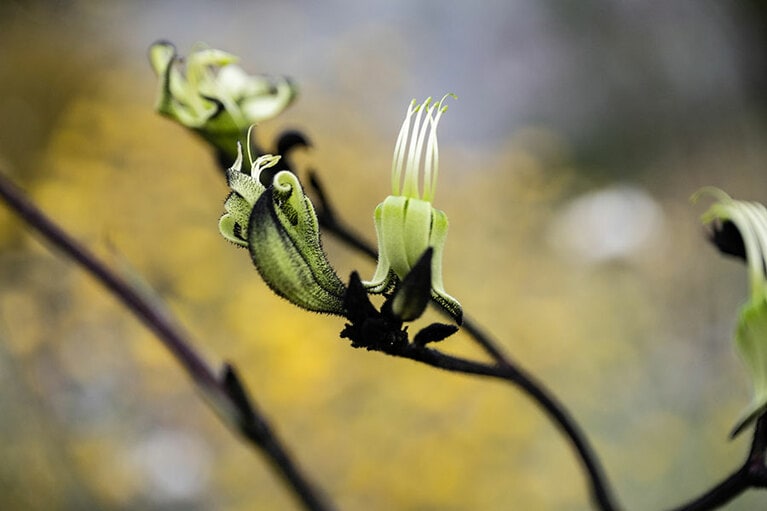 こちらは「ブラックカンガルーポー」。