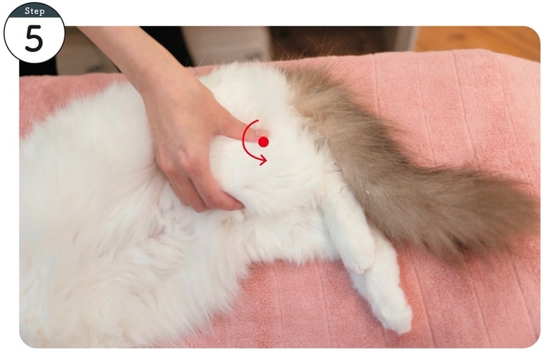 使用するツボ：委中。