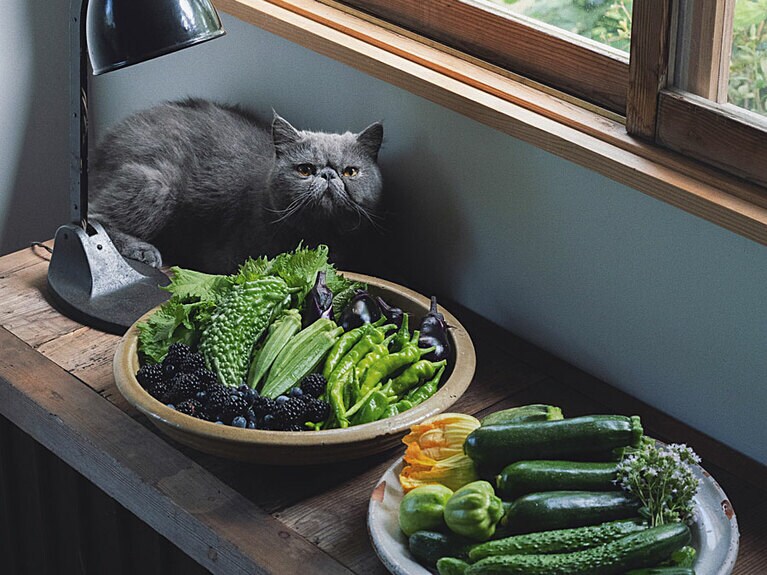 穏やかな日常に心が和む。