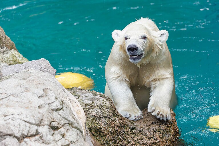 水遊びが大好きなライ。