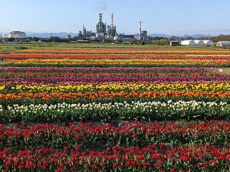 大山を望むチューリップ畑。写真提供：公益社団法人鳥取県観光連盟