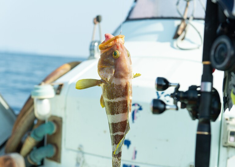 今まではハードルが高かった海釣り。これを機にめざめてしまうかも。