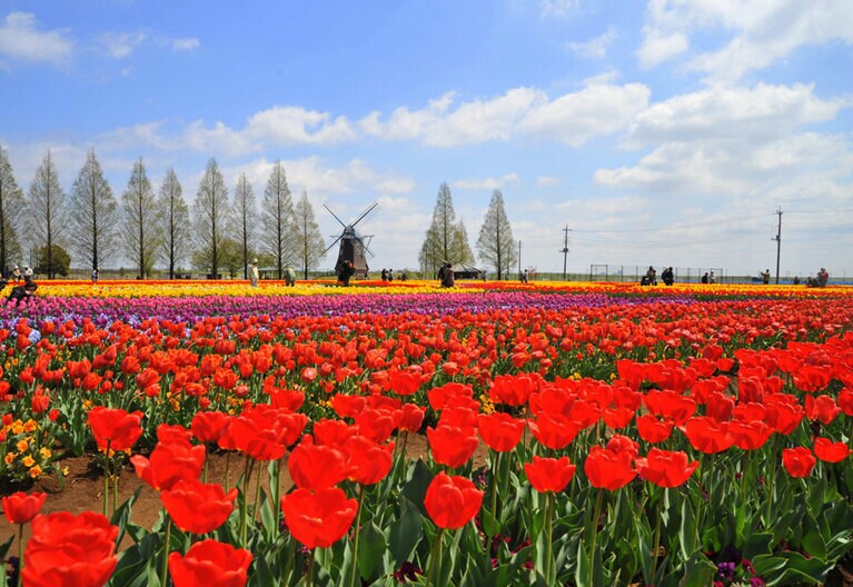 【千葉県】あけぼの山農業公園。©（公社）千葉県観光物産協会
