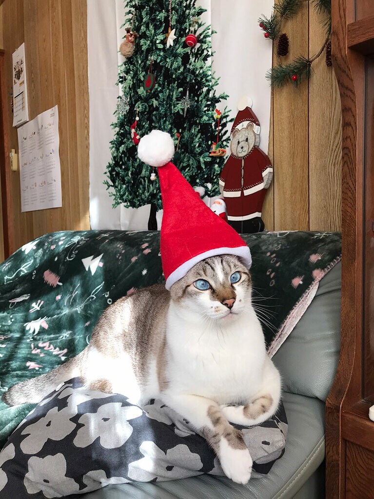 ミミ太郎 ♂ 5歳。野良猫出身です。当時は痩せてたのですが大きくなりました。耳が大きいのでミミ太郎と娘が命名してくれました。普段はミミちゃんと呼んでます。