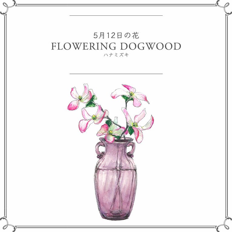5月12日の花「ハナミズキ」