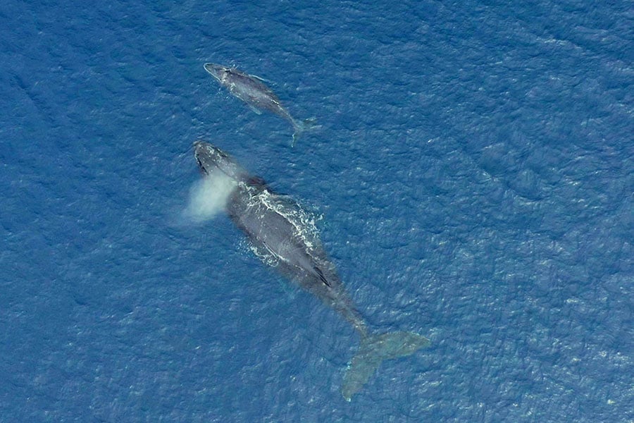 【沖縄県】冬のクジラ。