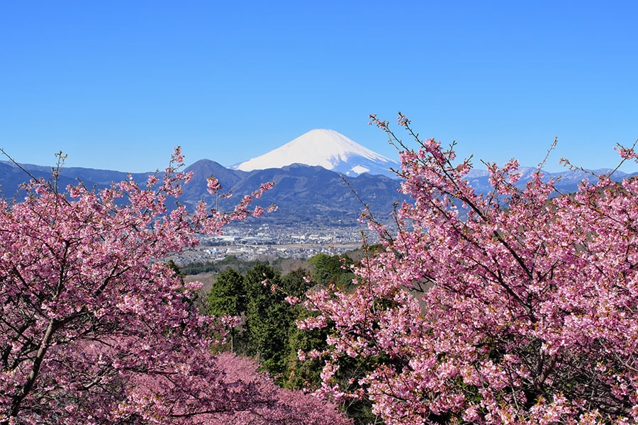 【神奈川県】おおいゆめの里の河津桜。写真：アフロ